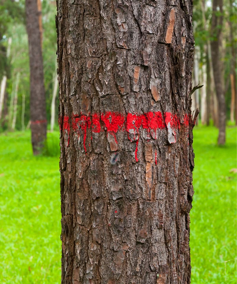 Premium Certification