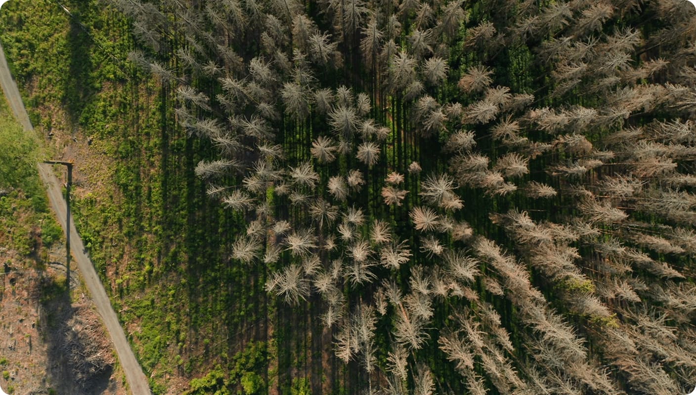 A Legacy of Sustainable Forestry