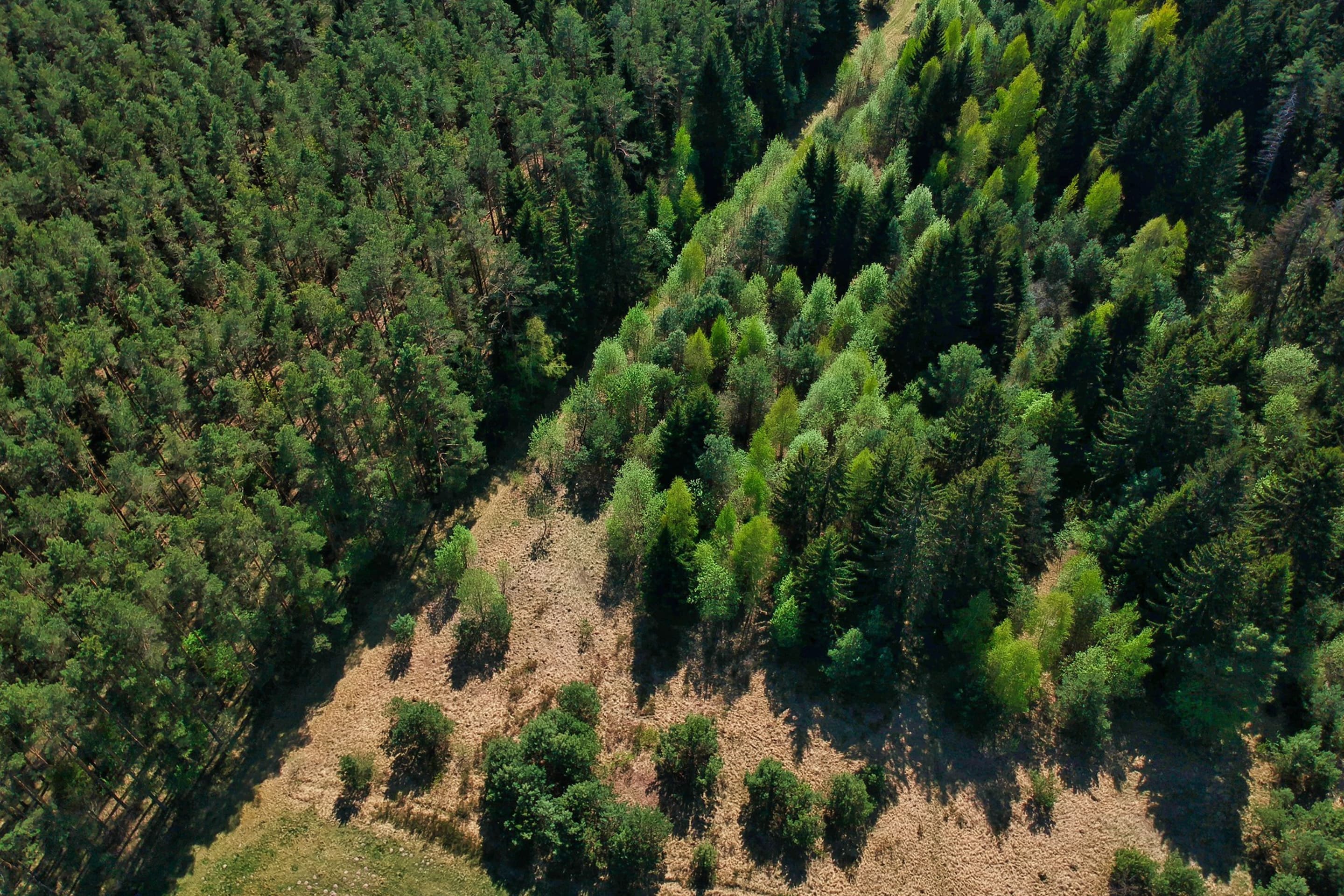 Premium Meranti, Responsibly Sourced.